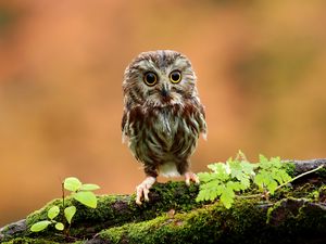 Preview wallpaper owl, bird, small, wood, moss, grass