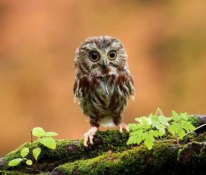 Preview wallpaper owl, bird, small, wood, moss, grass