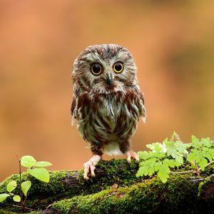 Preview wallpaper owl, bird, small, wood, moss, grass