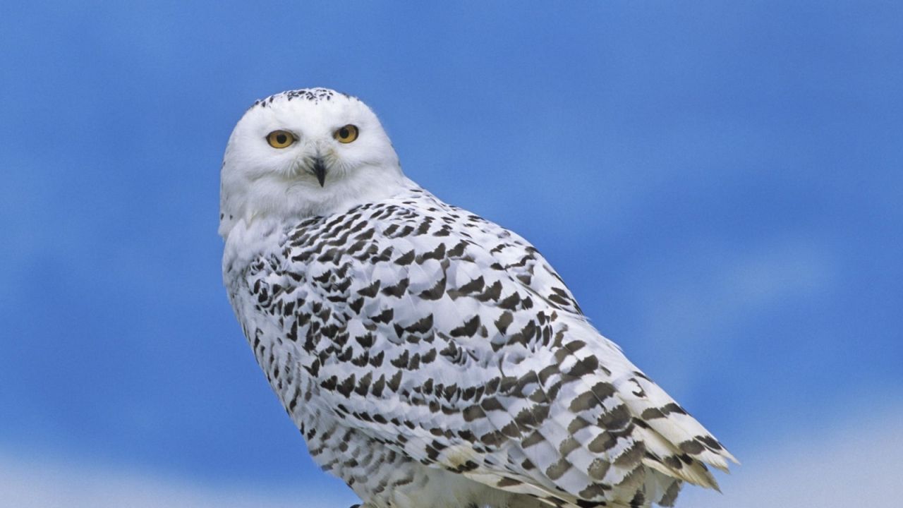 Wallpaper owl, bird, snow, predator
