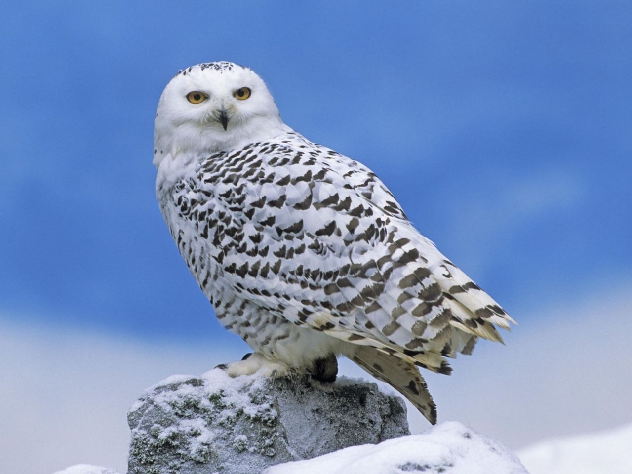 Полярная сова фото птицы Download wallpaper 1280x960 owl, bird, snow, predator standard 4:3 hd background