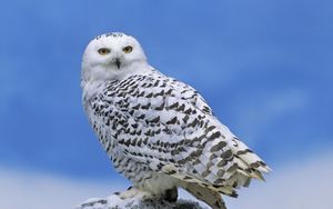 Preview wallpaper owl, bird, snow, predator