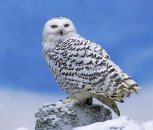 Preview wallpaper owl, bird, snow, predator