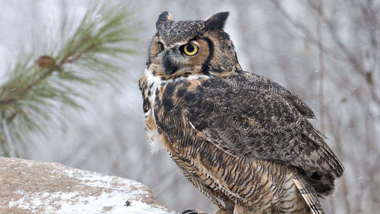 Wallpaper owl, bird, snow