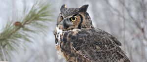 Preview wallpaper owl, bird, snow