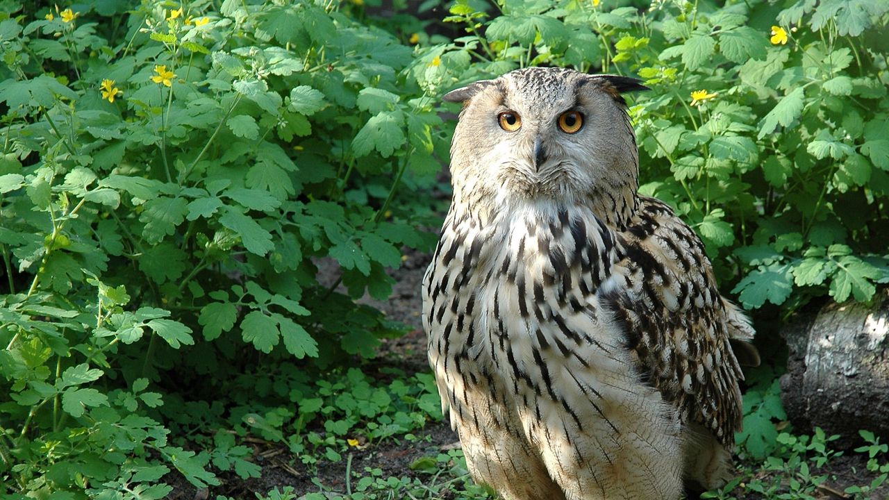 Wallpaper owl, bird, species, branches, leaves, predator