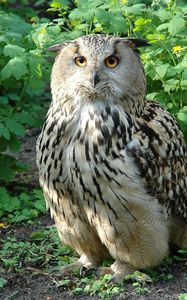 Preview wallpaper owl, bird, species, branches, leaves, predator