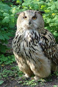 Preview wallpaper owl, bird, species, branches, leaves, predator