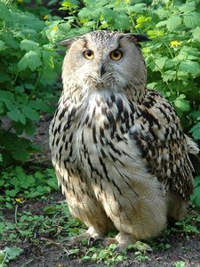 Preview wallpaper owl, bird, species, branches, leaves, predator