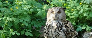 Preview wallpaper owl, bird, species, branches, leaves, predator