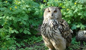 Preview wallpaper owl, bird, species, branches, leaves, predator