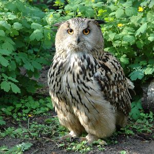 Preview wallpaper owl, bird, species, branches, leaves, predator