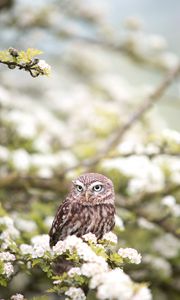 Preview wallpaper owl, bird, spring, predator, flowers
