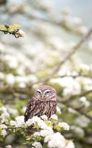 Preview wallpaper owl, bird, spring, predator, flowers