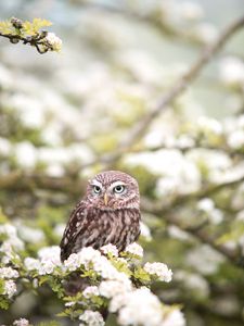 Preview wallpaper owl, bird, spring, predator, flowers