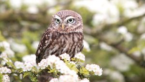 Preview wallpaper owl, bird, spring, predator, flowers