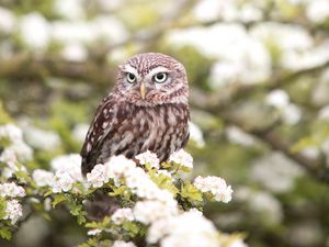 Preview wallpaper owl, bird, spring, predator, flowers