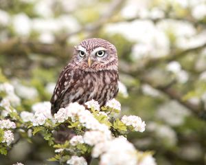 Preview wallpaper owl, bird, spring, predator, flowers