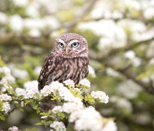 Preview wallpaper owl, bird, spring, predator, flowers