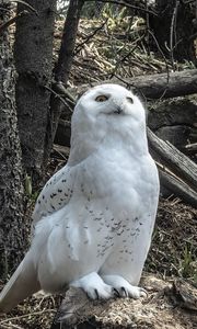 Preview wallpaper owl, bird, stones, trees, wildlife