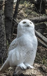 Preview wallpaper owl, bird, stones, trees, wildlife