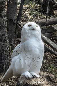 Preview wallpaper owl, bird, stones, trees, wildlife