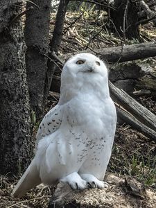 Preview wallpaper owl, bird, stones, trees, wildlife