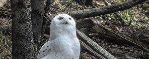 Preview wallpaper owl, bird, stones, trees, wildlife