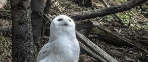Preview wallpaper owl, bird, stones, trees, wildlife