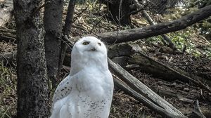 Preview wallpaper owl, bird, stones, trees, wildlife