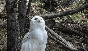 Preview wallpaper owl, bird, stones, trees, wildlife