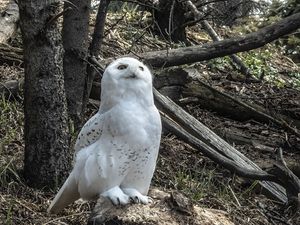 Preview wallpaper owl, bird, stones, trees, wildlife