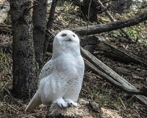 Preview wallpaper owl, bird, stones, trees, wildlife