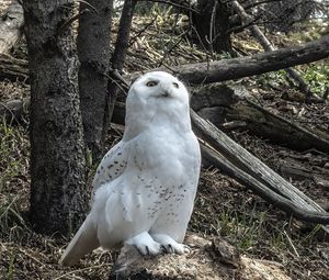 Preview wallpaper owl, bird, stones, trees, wildlife