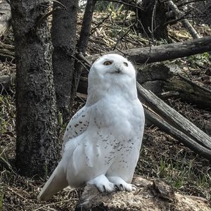 Preview wallpaper owl, bird, stones, trees, wildlife