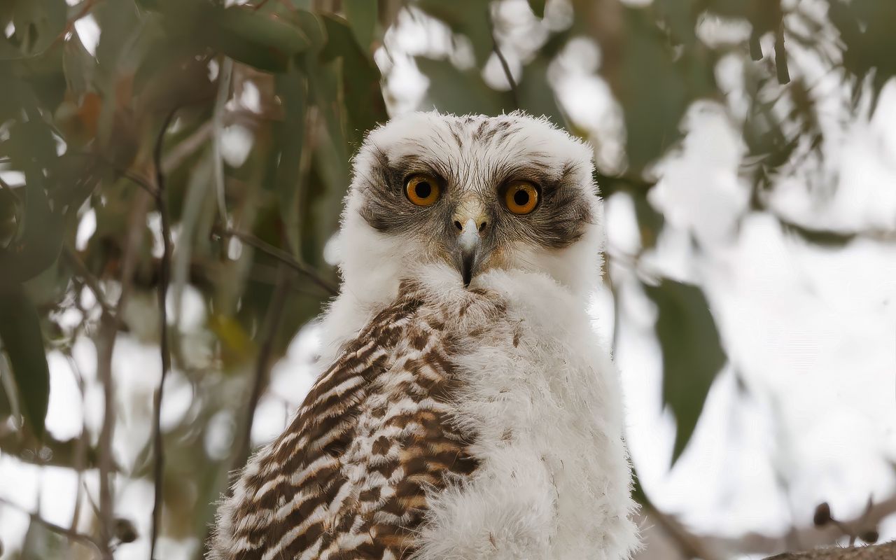 1280x800 Wallpaper owl, bird, tree, branches, leaves, wildlife