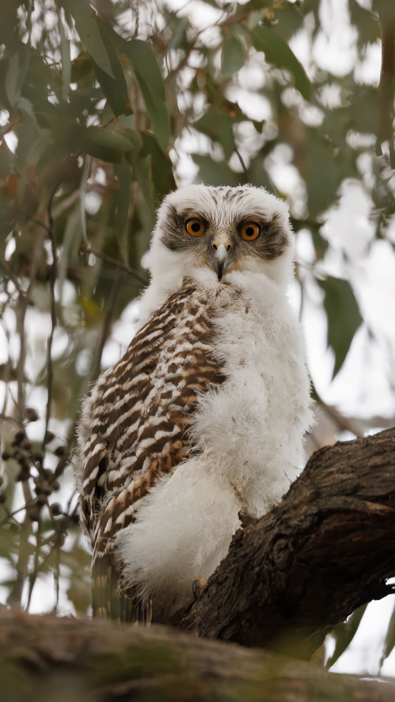 1350x2400 Wallpaper owl, bird, tree, branches, leaves, wildlife