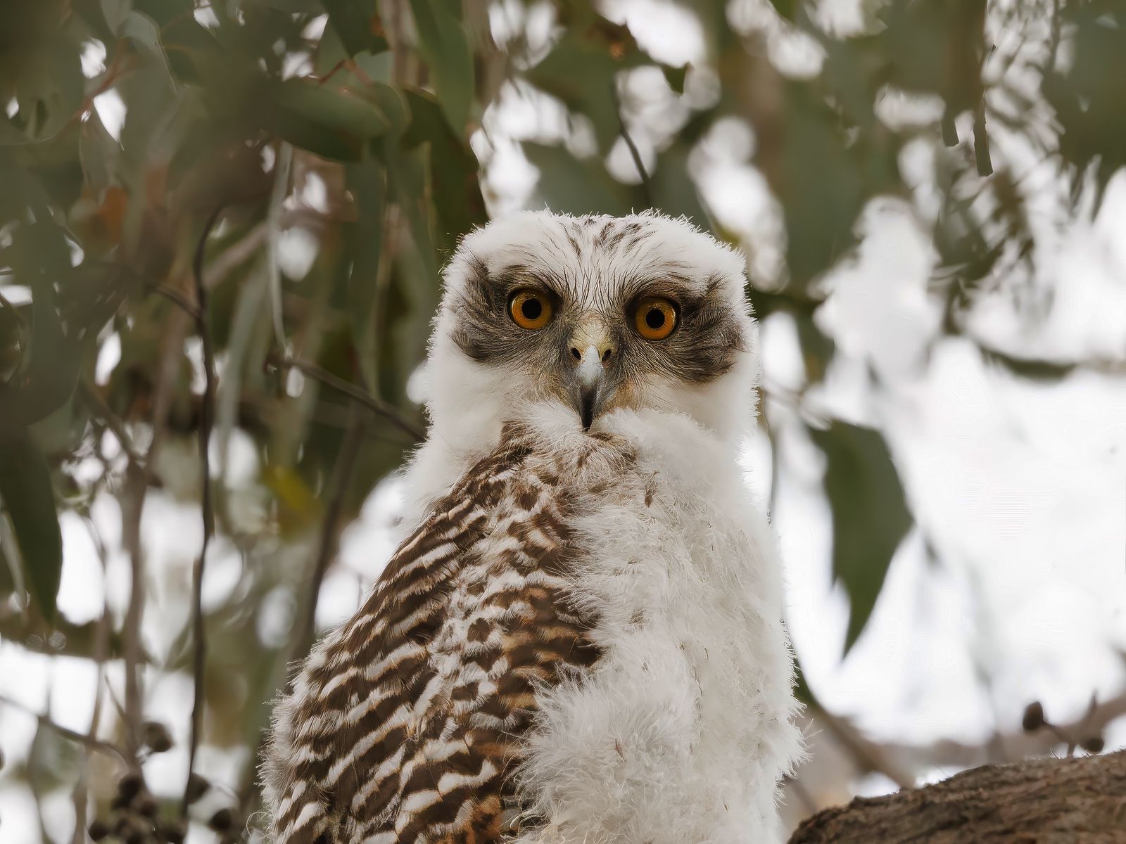 1600x1200 Wallpaper owl, bird, tree, branches, leaves, wildlife