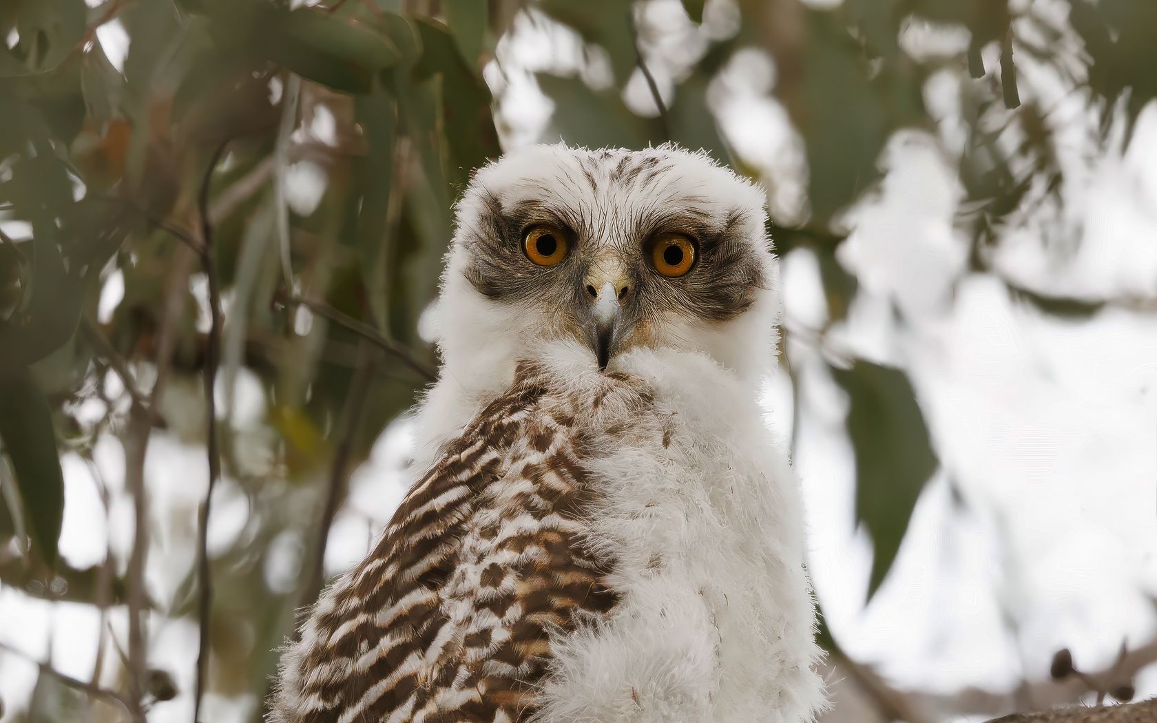 1680x1050 Wallpaper owl, bird, tree, branches, leaves, wildlife