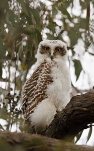 Preview wallpaper owl, bird, tree, branches, leaves, wildlife
