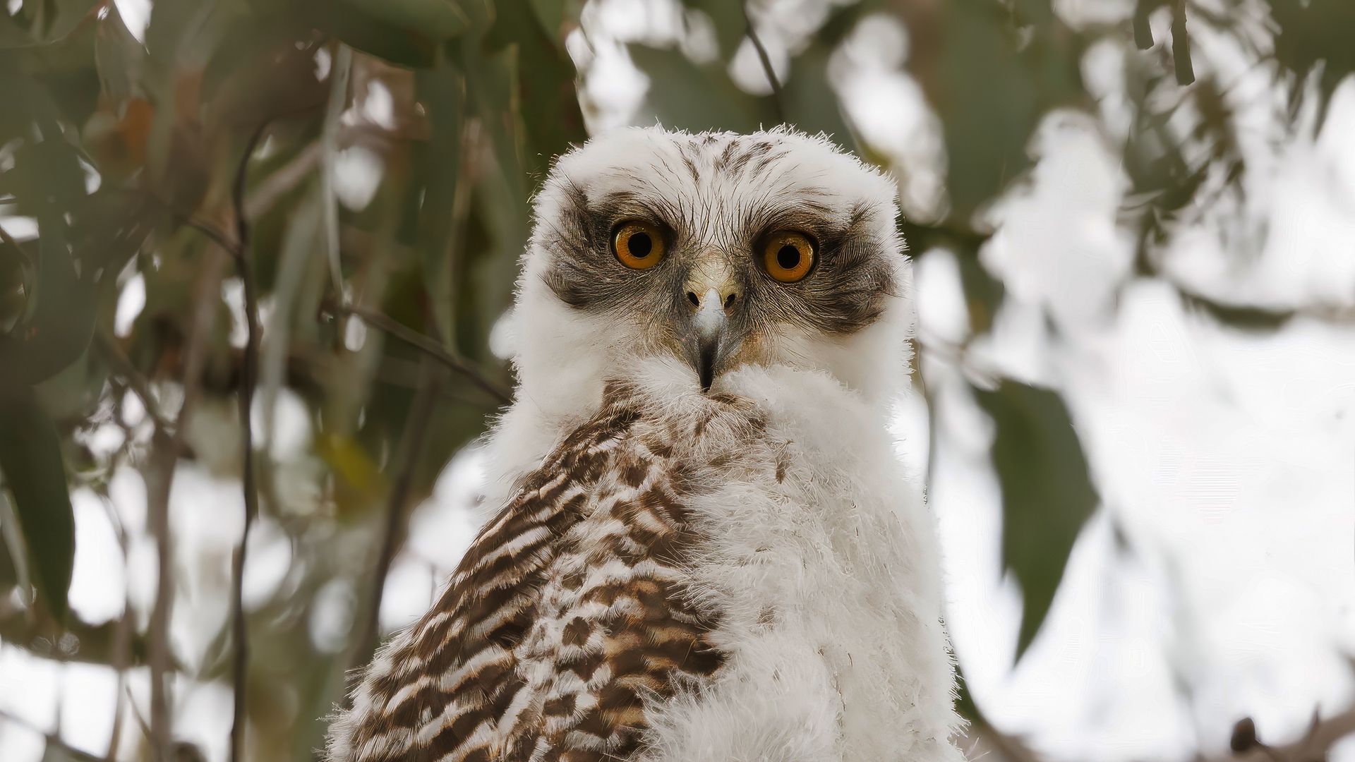 1920x1080 Wallpaper owl, bird, tree, branches, leaves, wildlife