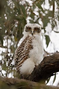 Preview wallpaper owl, bird, tree, branches, leaves, wildlife