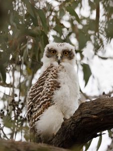 Preview wallpaper owl, bird, tree, branches, leaves, wildlife