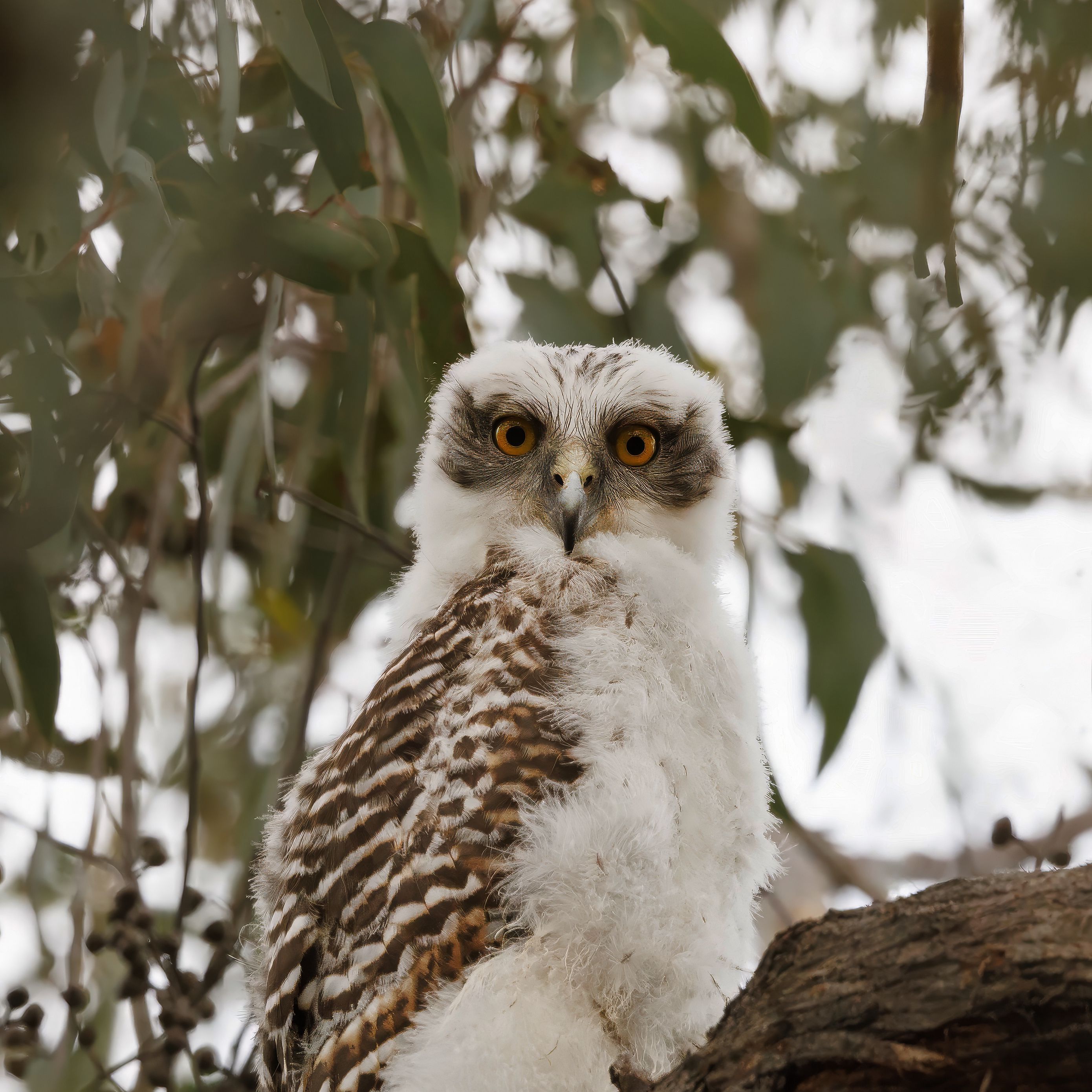2780x2780 Wallpaper owl, bird, tree, branches, leaves, wildlife