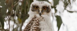 Preview wallpaper owl, bird, tree, branches, leaves, wildlife