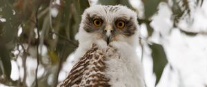 Preview wallpaper owl, bird, tree, branches, leaves, wildlife