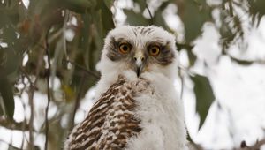Preview wallpaper owl, bird, tree, branches, leaves, wildlife