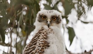 Preview wallpaper owl, bird, tree, branches, leaves, wildlife