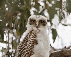 Preview wallpaper owl, bird, tree, branches, leaves, wildlife