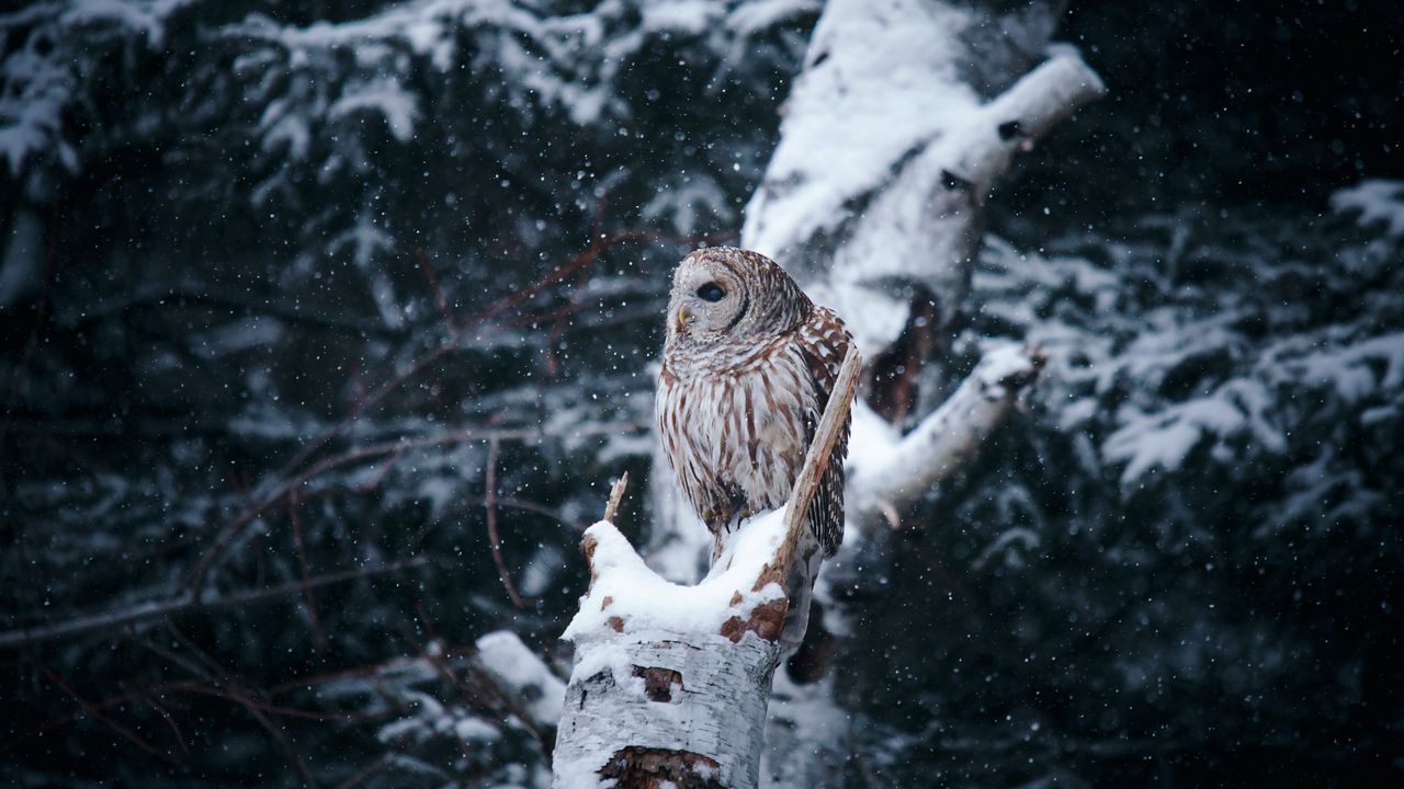 Wallpaper owl, bird, tree, branches, snow, winter
